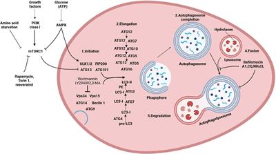 The relationship between HMGB1 and autophagy in the pathogenesis of diabetes and its complications